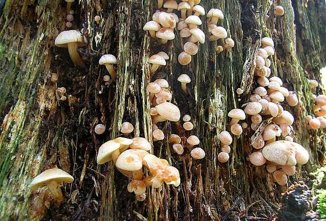 2005 :  Un anno di funghi